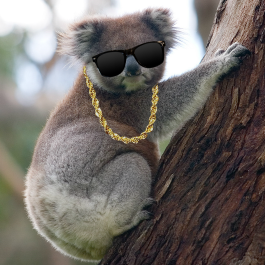 The_Balla_Koala